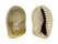 CYPRAEIDAE MONETARIA ANNULUS shell