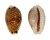 CYPRAEIDAE EROSARIA LABROLINEATA MELANICA shell
