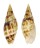 MITRIDAE MITRA NUBILA shell