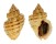 BUCCINIDAE CANTHARUS MELANOSTOMUS shell