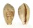 CYPRAEIDAE ERRONEA WALKERI CONTINENS shell