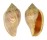 MARGINELLIDAE MARGINELLA GLABELLA shell