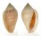 MARGINELLIDAE MARGINELLA GLABELLA shell
