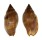 VOLUTIDAE LYRIA DELICIOSA shell