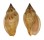 VOLUTIDAE LYRIA DELICIOSA shell