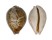 CYPRAEIDAE LEPOCYPRAEA MAPPA shell