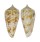 CONIDAE CONUS LYNCEUS shell