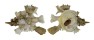 XENOPHORIDAE XENOPHORA JAPONICA shell