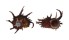 ANGARIIDAE ANGARIA POPPEI shell