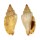 STROMBIDAE STROMBUS WILSONI shell