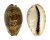 CYPRAEIDAE CYPRAEA VREDENBURGI shell