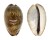 CYPRAEIDAE CYPRAEA VREDENBURGI shell