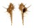 MURICIDAE MUREX TRAPA shell