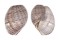 APLUSTRIDAE HYDATINA PHYSIS shell