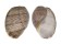 APLUSTRIDAE HYDATINA PHYSIS shell