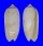 OLIVIDAE OLIVA TODOSINA shell