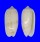 OLIVIDAE OLIVA TODOSINA shell