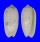 OLIVIDAE OLIVA TODOSINA shell