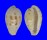 CYPRAEIDAE CONTRADUSTA WALKERI WALKERI shell