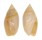 OLIVIDAE OLIVELLA MINUTA shell
