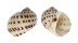 NATICIDAE NATICA ONCA shell
