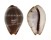 CYPRAEIDAE PALMADUSTA ANDROYENSIS shell