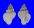 CORALLIOPHILIDAE CRALLIOPHILLA MEYENDORFFI shell