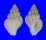 CORALLIOPHILIDAE CRALLIOPHILLA MEYENDORFFI shell