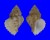 CORALLIOPHILIDAE CRALLIOPHILLA MEYENDORFFI shell