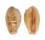 CYPRAEIDAE CYPRAEA BREGERIANA shell