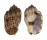 HARPIDAE HARPA AMOURETTA shell