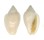 MARGINELLIDAE MARGINELLA IRRORATA shell