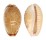 CYPRAEIDAE CYPRAEA SPURCA VERDENSIUM shell