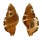 RANELLIDAE CYMATIUM CLOSELI shell