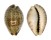 CYPRAEIDAE ZONARIA ROBERTSI shell