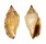 STROMBIDAE STROMBUS WILSONI shell