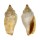 STROMBIDAE STROMBUS WILSONI shell