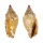 STROMBIDAE STROMBUS WILSONI shell