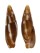 MITRIDAE MITRA PICTA shell