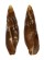 MITRIDAE MITRA PICTA shell