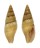 MITRIDAE NEBULARIA PUNCTOSTRIATA shell
