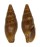 MITRIDAE NEBULARIA PUNCTOSTRIATA shell
