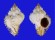 MURICIDAE CHICOREUS STAINFORTHI shell
