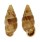 LANDSNAIL CYCLODONTINA SECTILABRIS shell