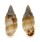 LANDSNAIL CYCLODONTINA SECTILABRIS shell