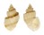 CANCELLARIIDAE CANCELLARIA FOVEOLATA shell