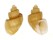 CANCELLARIIDAE CANCELLARIA FOVEOLATA shell