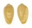 MARGINELLIDAE HYALINA KEENII shell