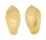 MARGINELLIDAE HYALINA KEENII shell