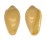 MARGINELLIDAE HYALINA KEENII shell